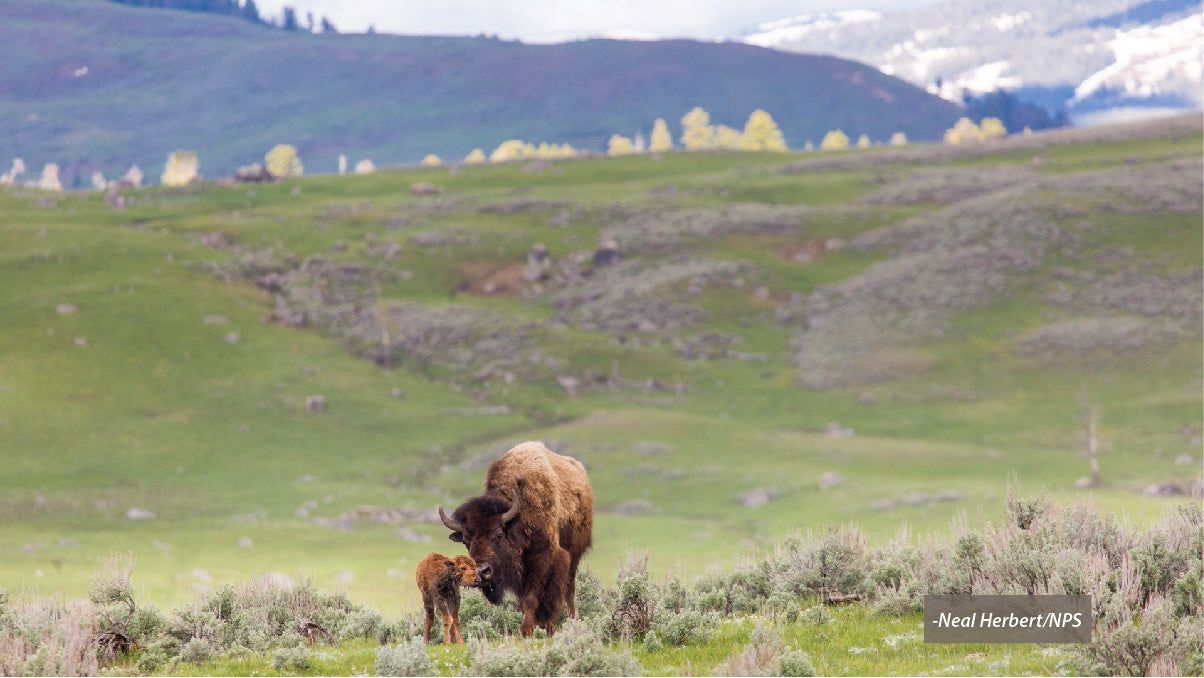 bison picjpg-Neal Herbert/NPS