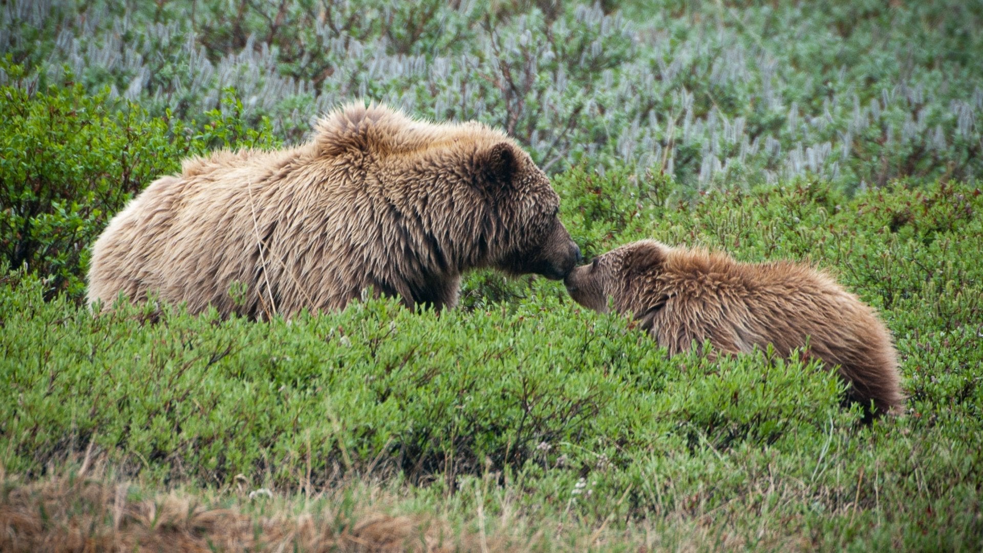 denalinp_bears_nps_kentmiller