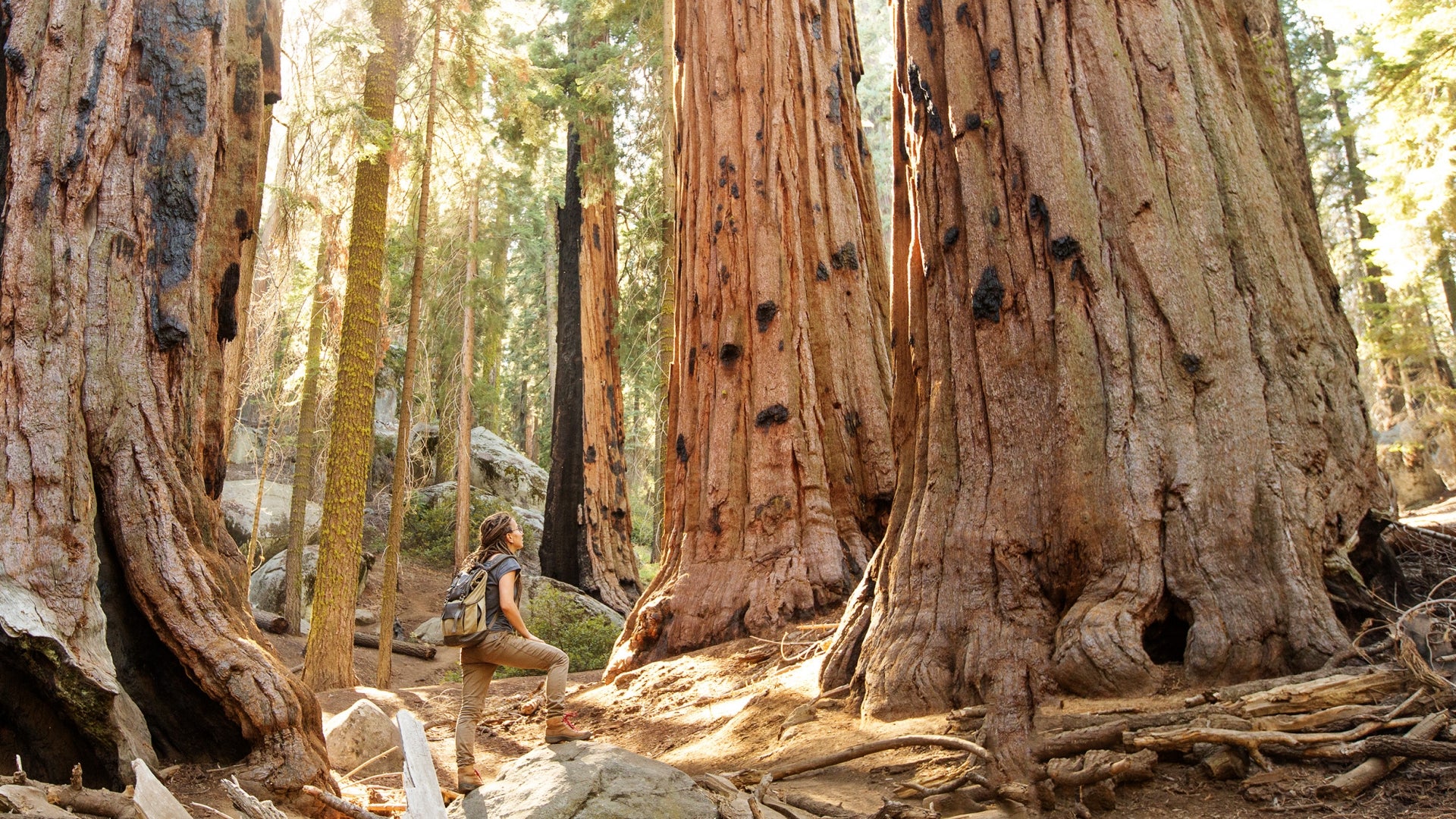 sequoianp_hiker_istock_kapulya