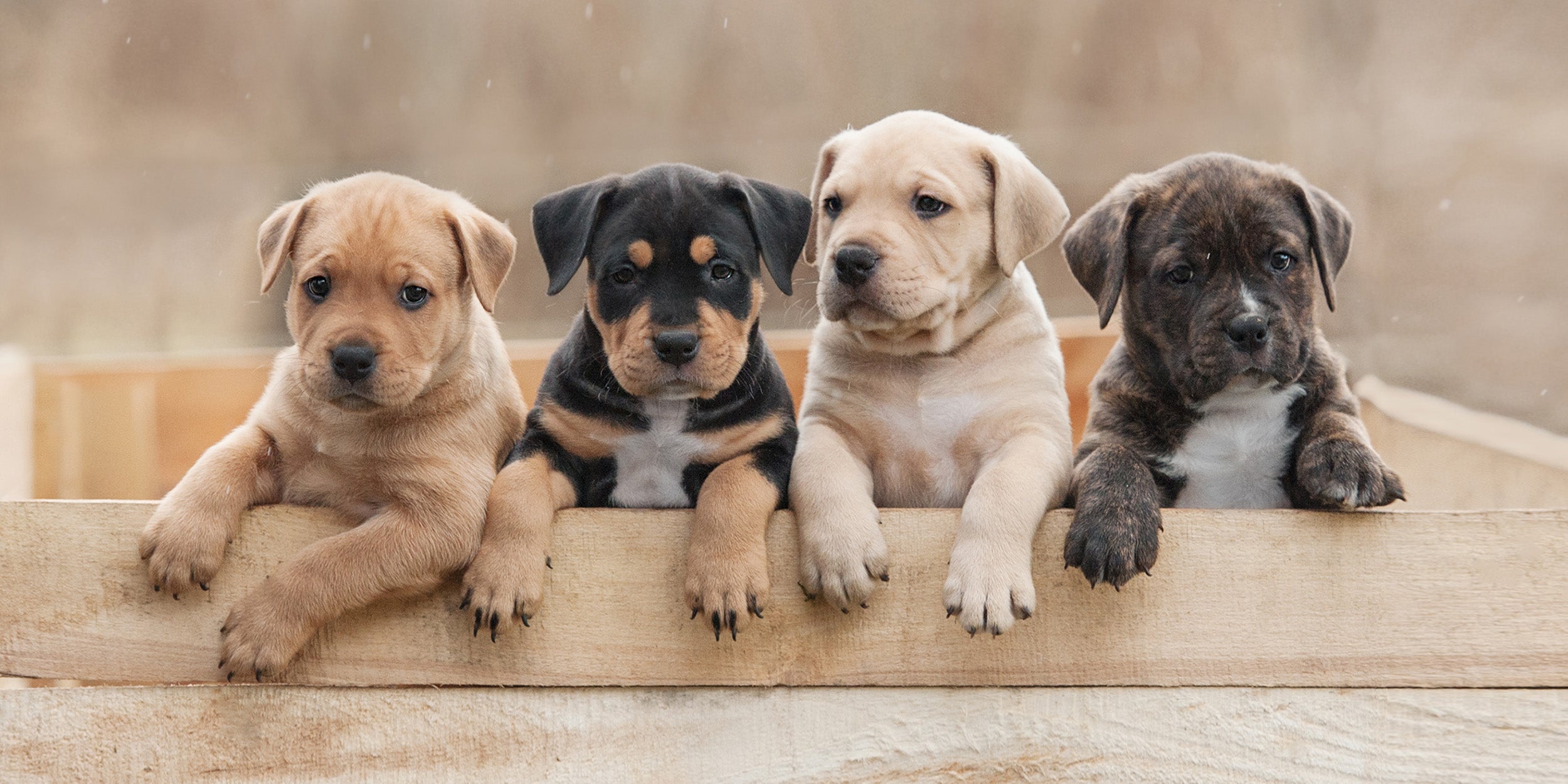 How to Choose the Right Dog for your Family-Main Image